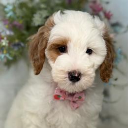 Fudge - Parti female Goldendoodle puppy in Yuciapa, California from AlltheDoodlez_