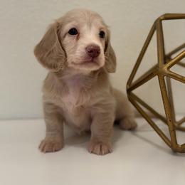 Cici - Chocolate and cream female Dachshund puppy in Fort Gibson, Oklahoma from Cooper’s Dachshunds