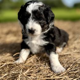 Blue collar toy - Black tri-color male Aussiedoodle puppy in 32046, Florida from River Hill Ranch
