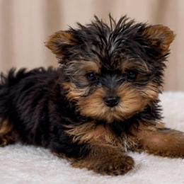 Sweet Boy - Blue and gold male Yorkshire Terrier puppy in Stanton, California from Essence of Grace Yorkies