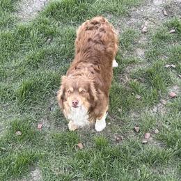 Buck - Miniature Australian Shepherd