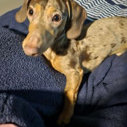 Dachshund Puppies from SouthernMama Doxies