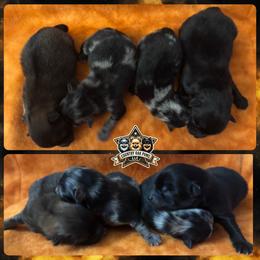 Pomeranian Puppies from Country Oak Poms LLC