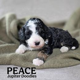Peace - Tri-color female Bernedoodle puppy in Lake Bronson, Minnesota from Jupiter Doodles