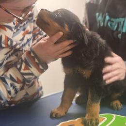 Boss - Black and mahogany male Rottweiler puppy in Eldorado, Kansas from Prairie Creek