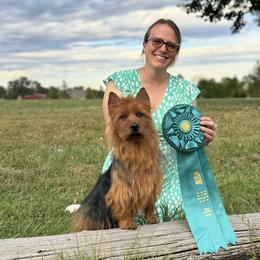 Australian Terriers from ZoeZoo Australian Terriers