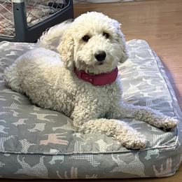 Lacey - Goldendoodle