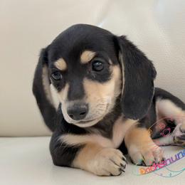Moonlight - Black and cream female Dachshund puppy in Peyton, Colorado from Dachshund Universe