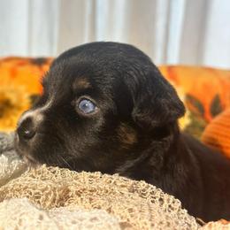 Jackson - Black tri male Miniature Australian Shepherd puppy in Wauchula, Florida from Sun & Moon Aussies