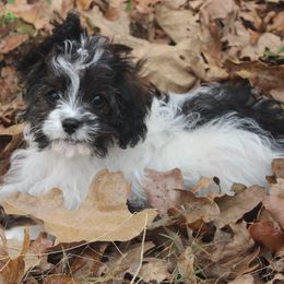 Levi - Black and white male Cavapoo puppy in Arkansas from Brew House