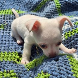 Buddy - Cream and white male Chihuahua puppy in Plainfield, Indiana from Abby's Pampered Pooches
