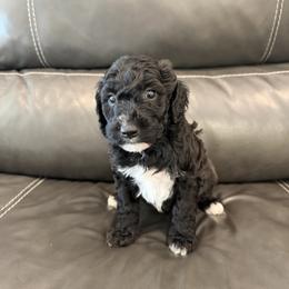 Goldendoodle and Poodle Puppies from Gentle Paw Goldendoodles