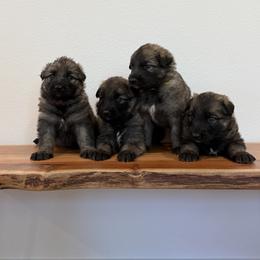 Shiloh Shepherd Puppies from North By Northwest Shilohs “NBN”