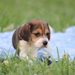 Beagle and Boston Terrier Puppies from Marti Acres ~ Boston Terrier & Beagles
