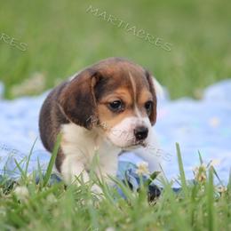 Beagle and Boston Terrier Puppies from Marti Acres ~ Boston Terrier & Beagles