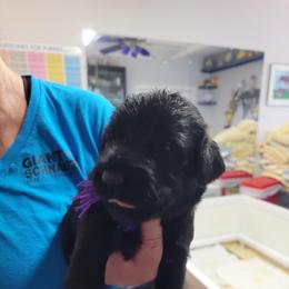 "Purple girl Kasey / Katie litter" Giant Schnauzer Puppies from Giant Strides Giants