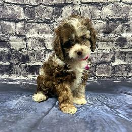 Rachel - Brown roan female Cockapoo puppy in Lancaster, Missouri from Cavapoo Acres