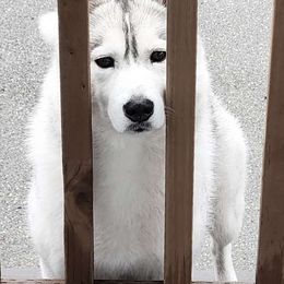 Electra - Siberian Husky