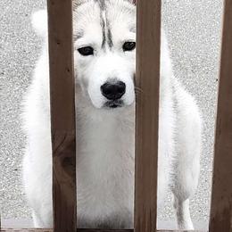 Electra - Siberian Husky