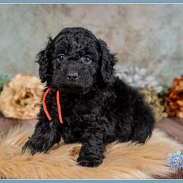 Moose - Black male Cockapoo puppy in Connersville, Indiana from Deaz Doodle Ranch