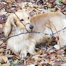 Cash - Dachshund
