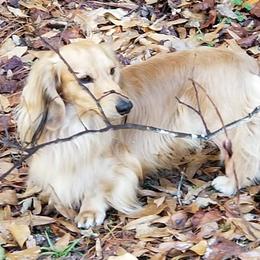 Cash - Dachshund