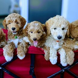 Double Doodles and Goldendoodles from Big Red Paw Doodles