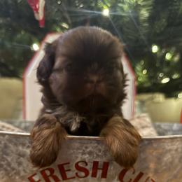 Martha May - Chocolate female Shih Tzu puppy in Taylorsville, North Carolina from Blue Ridge Shih Tzus