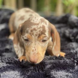 Dachshund Puppies from Doxie Dapples
