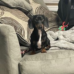 Biggie - Dachshund