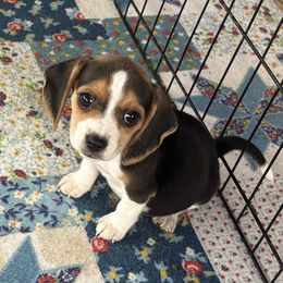 Pocket Beagle Jersey - Black tan and white female Beagle puppy in Gentry, Arkansas from HC Puppy Ranch