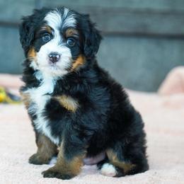 Sully - Tri-color male Bernedoodle puppy in Dundee, Ohio from Down Home Doodle