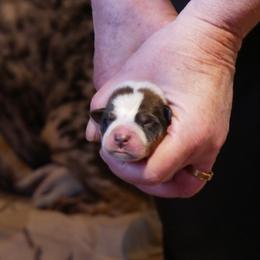 Valentino - Red mottled male Australian Cattle Dog puppy in Buffalo Valley, Tennessee from Buffalo Valley Breeders