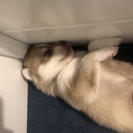 Siberian Husky Puppies from SnowShier Huskies