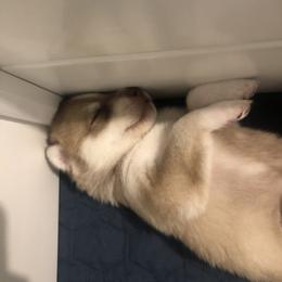 Siberian Husky Puppies from SnowShier Huskies
