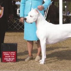 Border Collies and Dogo Argentinos from Timeless's Dogo Argentino's and Border Collies