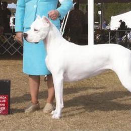 Border Collies and Dogo Argentinos from Timeless's Dogo Argentino's and Border Collies