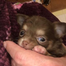 Sydney Prescott(now - Chocolate and white female Chihuahua puppy in Amelia, Virginia from Pannell’s Precious Pups