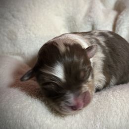 Australian Shepherd Puppies from M3 Sassafrass Ranch