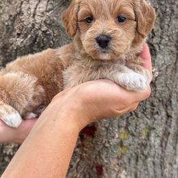 Rosemary - Apricot female Goldendoodle puppy in Angier, North Carolina from A Breed Above Kennels