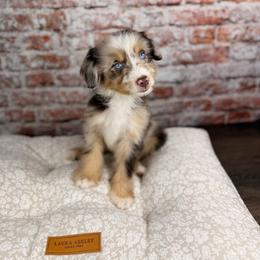 Rigatoni BLUE EYES - male Australian Mountain Doodle puppy in Sweetwater, Florida from Sandy Snout Doodles