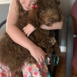 Goldendoodle Puppies from FamilyLoved Doodles