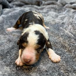 Clover - Chocolate merle female Bernedoodle puppy in New Ringgold, Pennsylvania from Hawk Mountain Doodles