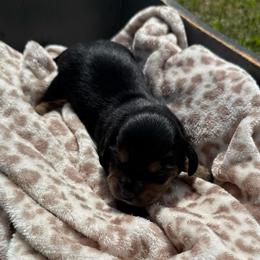 Trinity - Black and tan female Dachshund puppy in Pontotoc, Mississippi from Toddy Kennels