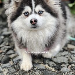 Athena - Pomsky