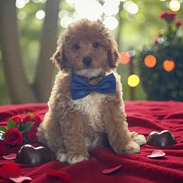 Duke - Brown and white male Bernedoodle puppy in Gainesville, Florida from Alyssa Xxweetdoodles