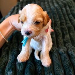 Teal- Hazel - female Cavapoochon puppy in Kountze, Texas from CaviCajun Kennels