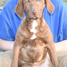 Martha - Red female Catahoula Leopard Dog puppy in Potsdam, New York from Spot On Catahoula Leopard Dogs