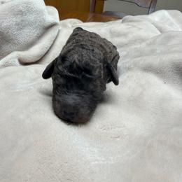 Espresso - Merle male Goldendoodle puppy in Cherry Tree, Pennsylvania from Plum Creek Acres Next Generation
