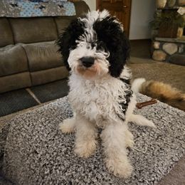 Cockapoo and Golden Mountain Doodle Puppies from Doodles of Joy